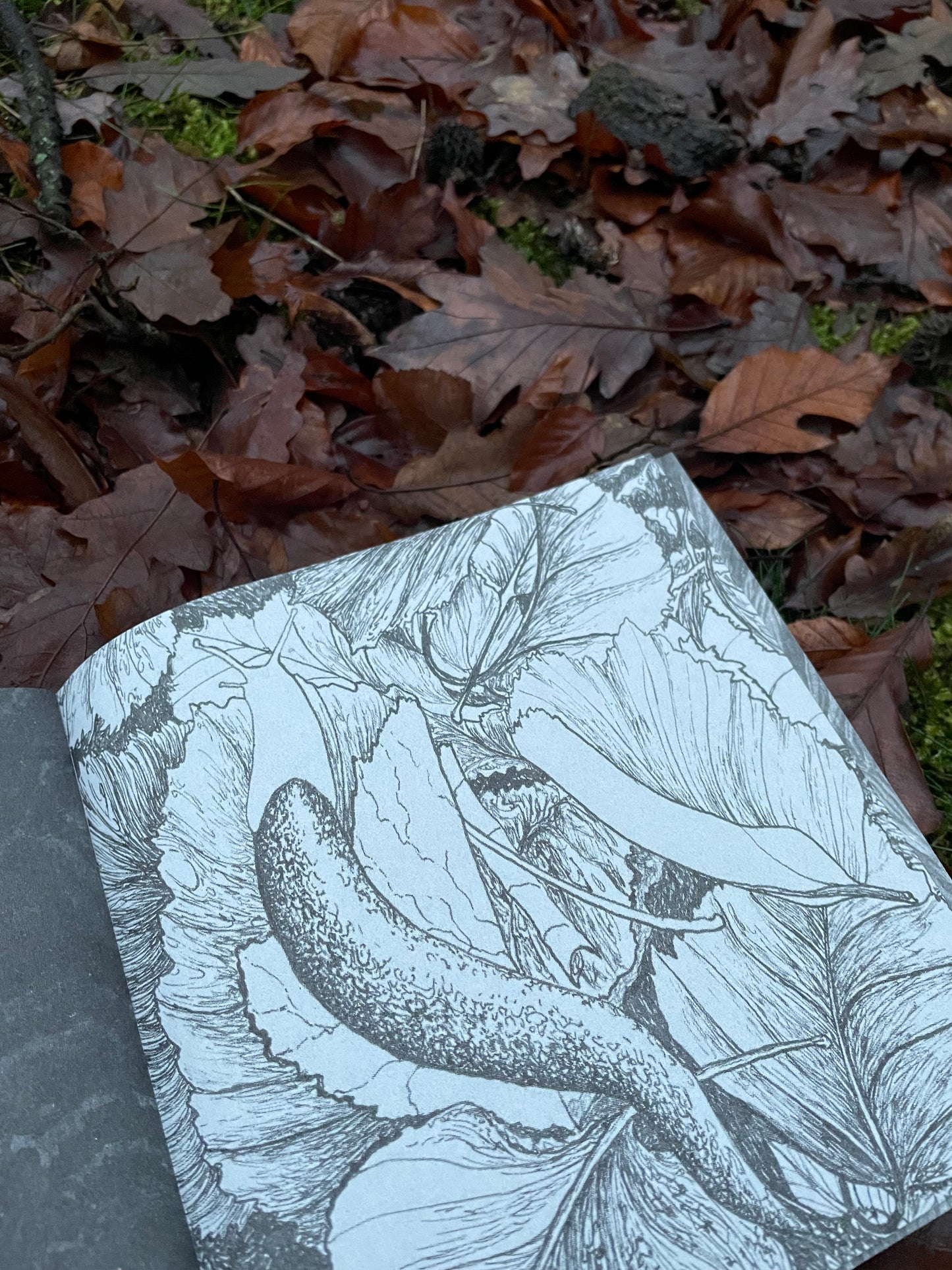 (c)Limax: 2 zines about the passionate encounter of 2 Leopard Slugs (Leidenschaft zwischen Tigerschnegeln)